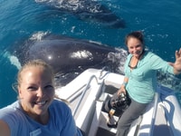 Hervey Bay, Ultimate Whale Watching Experience - Housity