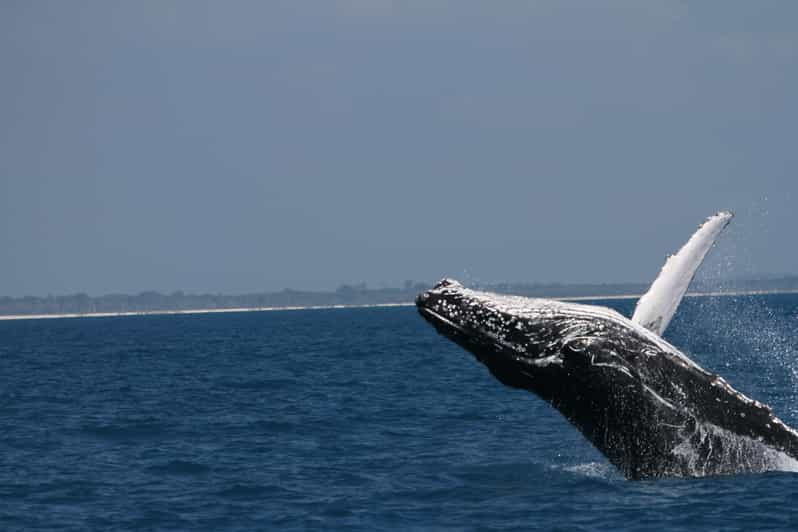 Hervey Bay Ultimate Whale Watching Experience Getyourguide