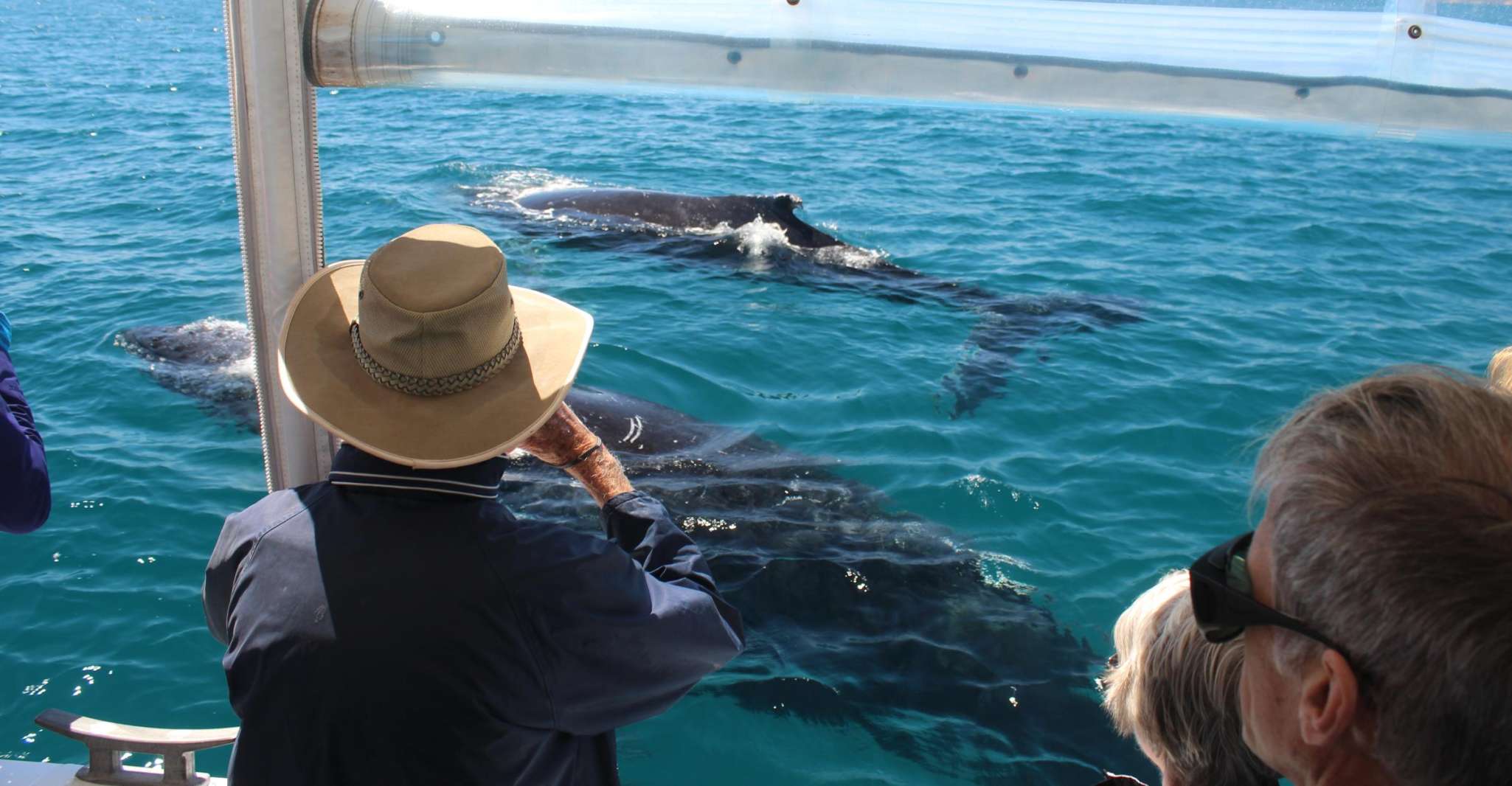 Hervey Bay, Ultimate Whale Watching Experience - Housity