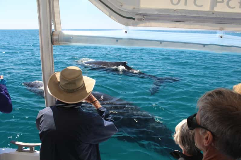 Hervey Bay: Ultimate Whale Watching Experience | GetYourGuide