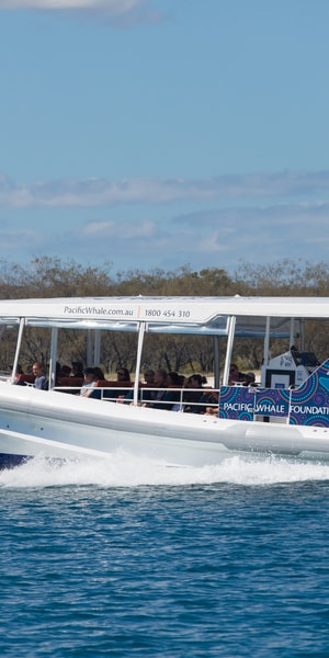 Hervey Bay Ultimate Whale Watching Experience Getyourguide