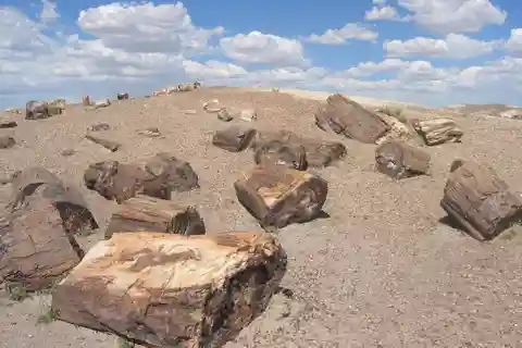 Depuis El Calafate : Excursion d'une journée à la forêt pétrifiée de La Leona
