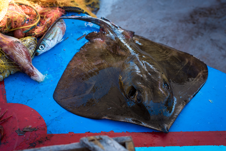 Santorini: viaje de pesca tradicional y almuerzo de pescado fresco