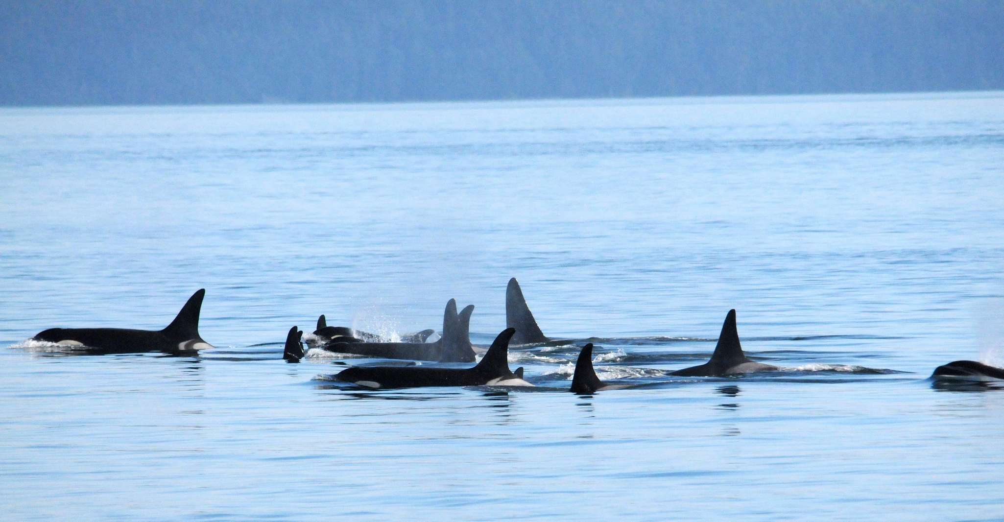 Vancouver, BC, Tour de Avistamiento de Ballenas - Hizvo