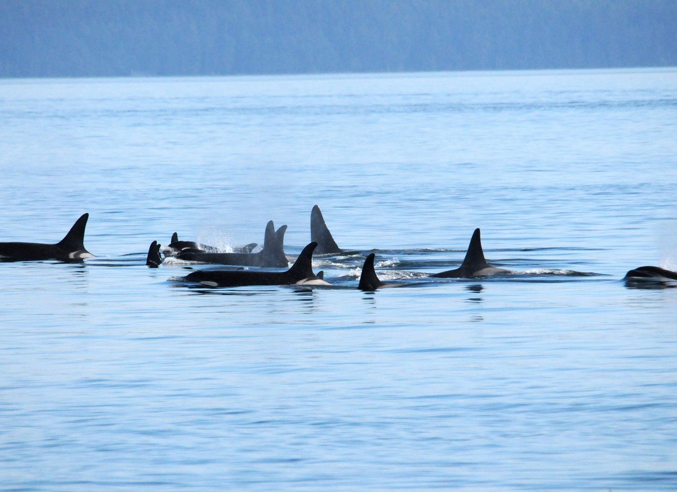 Fra Vancouver: Hval- og dyrelivssafari med gratis fotos