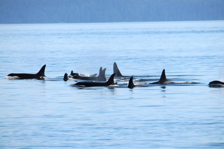 Vancouver : demi-journée d’observation de baleines