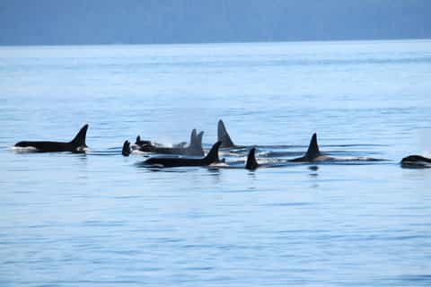 Vancouver, BC: Whale Watching Tour