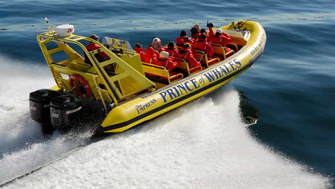 victoria 3hour whale watching tour in a zodiac boat