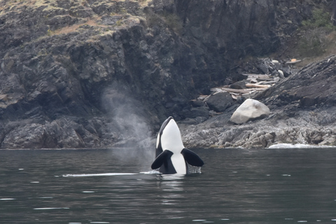 Victoria: Covered Whale Watching Adventure with Free Photos Victoria: Half-Day Whale Watching Adventure with Free Photos