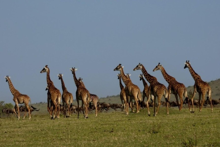 3 DÍAS PARQUE NACIONAL TSAVO EAST-KENYA