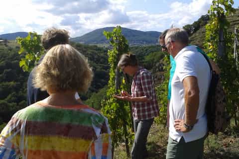 From Lyon: Cheese and Wine of the Rhône Valley