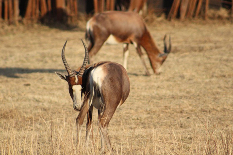 Johannesburg: Rhino & Lion Nature Reserve Half Day Tour