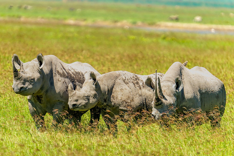 Ngorongoro Crater Safari & Maasai Village Experience