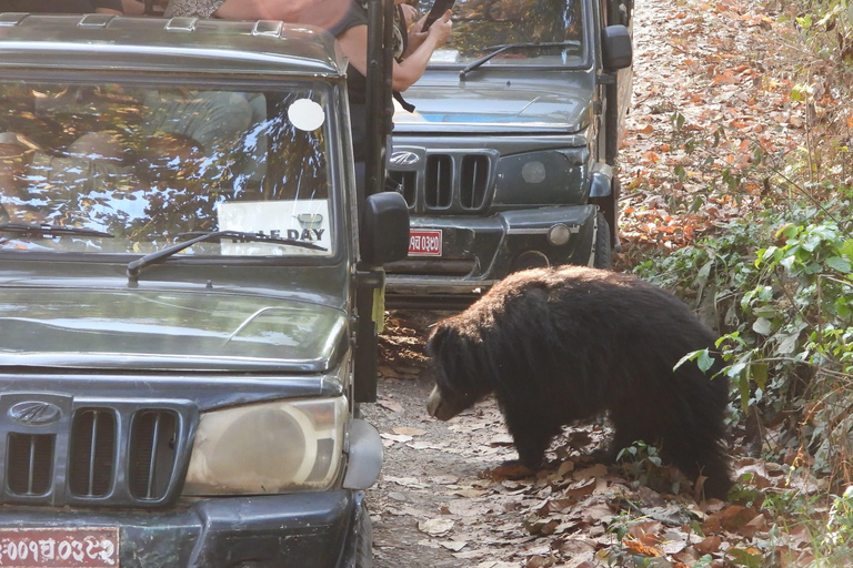 Chitwan National Park: Full-Day Jeep Safari with Lunch
