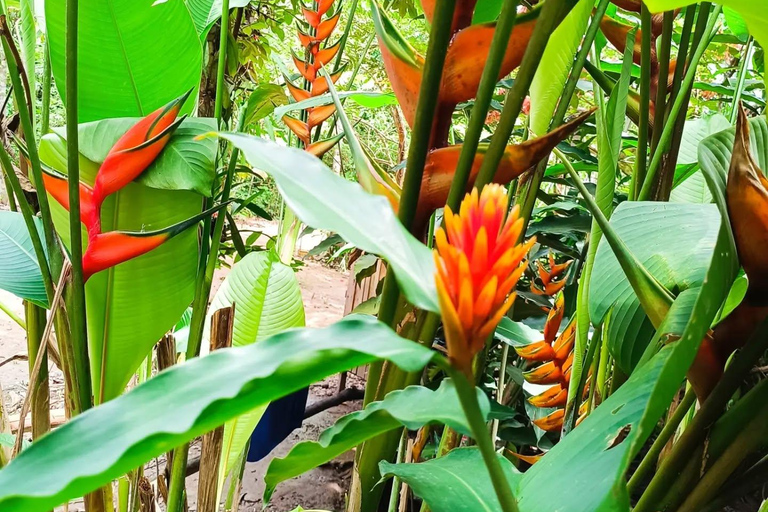 Puerto Maldonado: Ori&#039;Numba Garden &amp; Harakbut Culture TourPuerto Maldonado: Tour del giardino Ori&#039;Numba e della cultura Harakbut