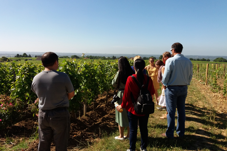 Ab Bordeaux: Halbtagestour durch Saint-Emilion