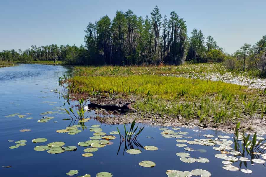 Okefenokee-Sumpf: Bootstour mit einem lokalen Naturforscher. Foto: GetYourGuide