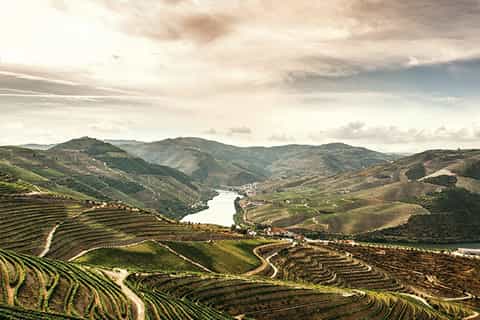 Valle del Duero: tour gastronómico y enológico desde Oporto