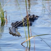 Everglades: Airboat Tour and Wildlife Show