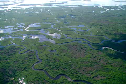 Everglades: Passeio de Aerobarco e Espetáculo Vida Selvagem