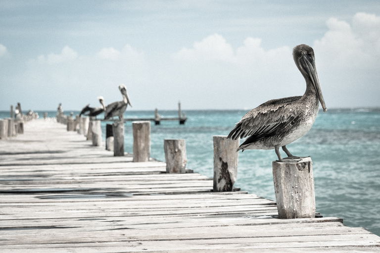 Ab Miami: Tour nach Key West mit WassersportaktivitätenKey West: Tagestour mit 3 h Schnorcheln & Margaritas