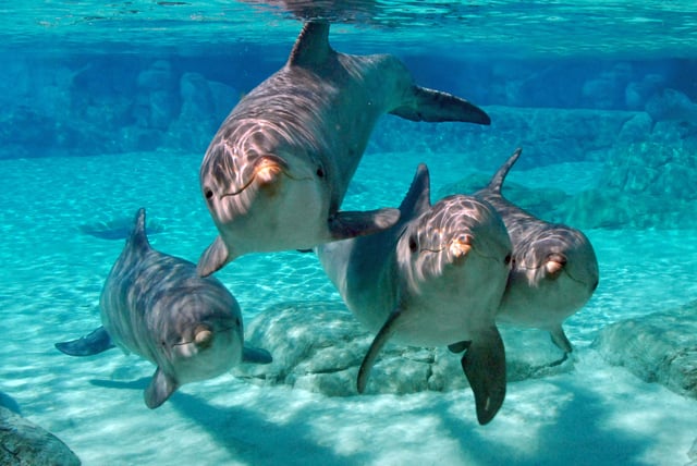 From Miami: Key West with Dolphin Watch or Snorkel Boat