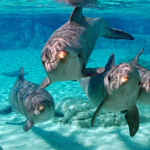 From Miami: Key West with Dolphin Watch or Snorkel Boat