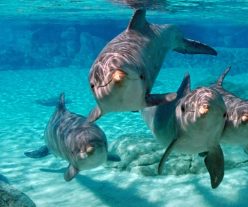 From Miami: Key West with Dolphin Watch or Snorkel Boat