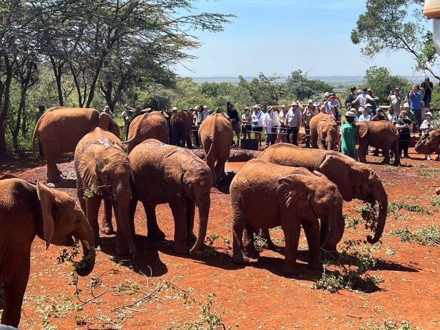 Visit Nairobi Elephant Orphanage and Giraffe Center Day Tour in Nairobi, Kenya