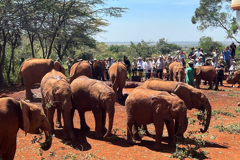 Nairobi: Elefantenwaisenhaus und Giraffenzentrum TagestourElefantenwaisenhaus und Giraffenzentrum Tagestour