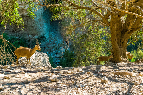 From Tel Aviv: Masada at Sunrise, Ein Gedi and Dead Sea Tour