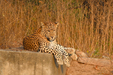 Jaipur: Jhalana Leopard Safari TourJaipur: Jhalana Leopard Safari Shared Safari