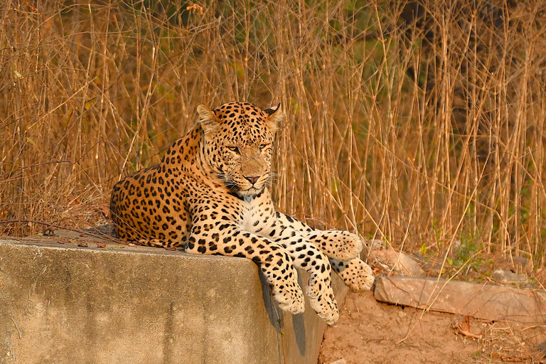 Jaipur: Jhalana Leopard Safari TourJaipur: Jhalana Leopard Safari Shared Safari