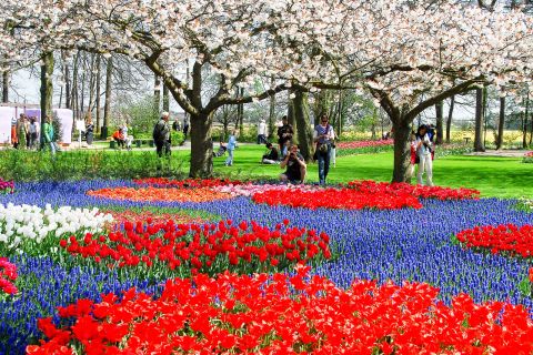 From Amsterdam: Skip-the-line Keukenhof Tour with Transport