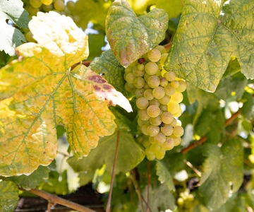 Porto Tour: Vinho Verde / Braga / Guimarães