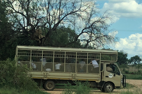 From Johannesburg: Cradle of Humankind and Lion Safari