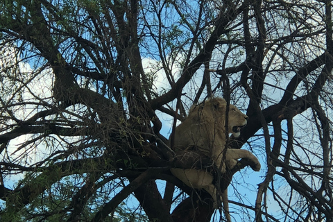 De Jo'burg: parc aux lions et berceau de l'humanité avec déjeuner