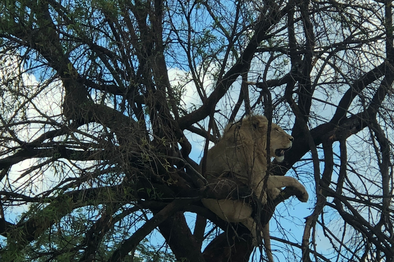 From Johannesburg: Cradle of Humankind and Lion Safari