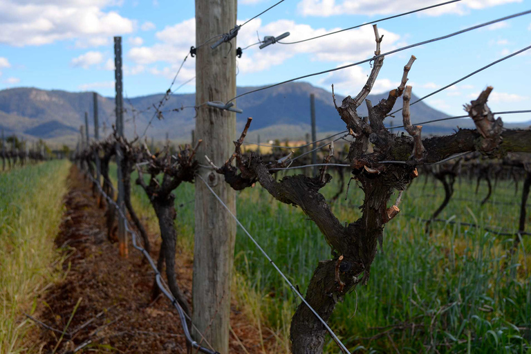 Tour de comida y vino en el valle HunterOpción Estándar