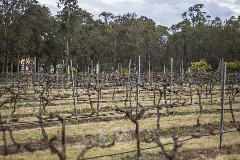 Chef-Led Hunter Valley Food & Wine Tour From Sydney Standard Option