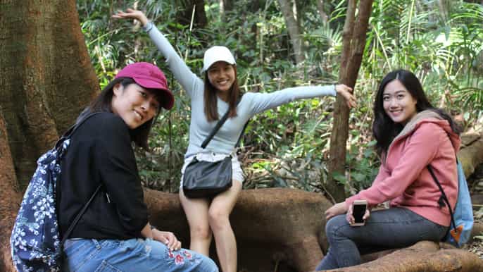 springbrook mount tamborine national park small group tour