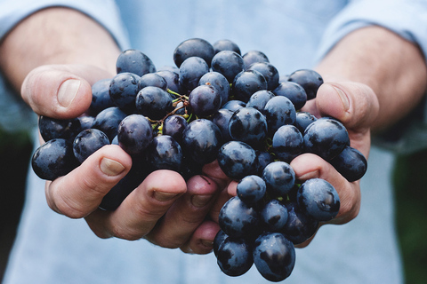 Experiência privada de degustação de vinhos em Atenas