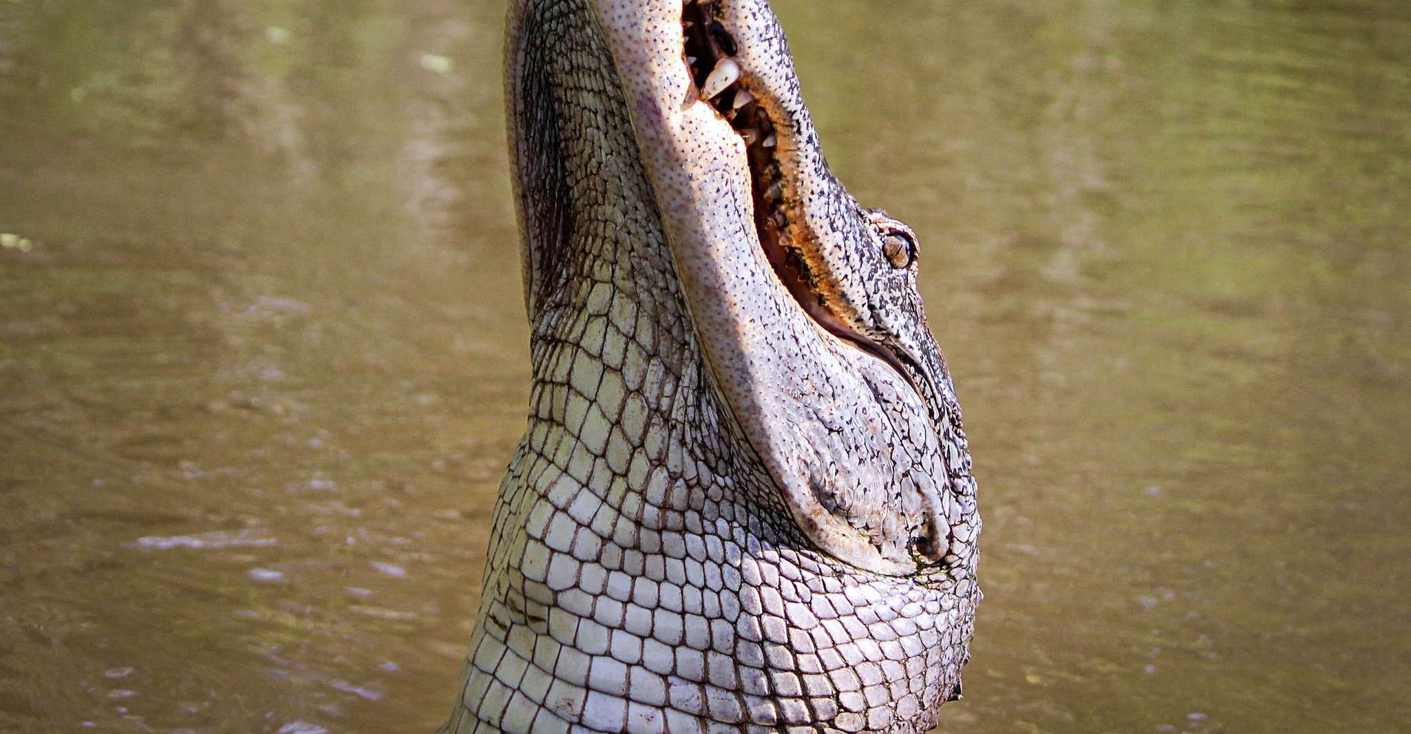 New Orleans, High Speed 16 Passenger Airboat Ride - Housity