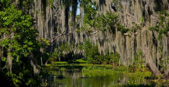 New Orleans: High Speed 16 Passagier Airboat Ride