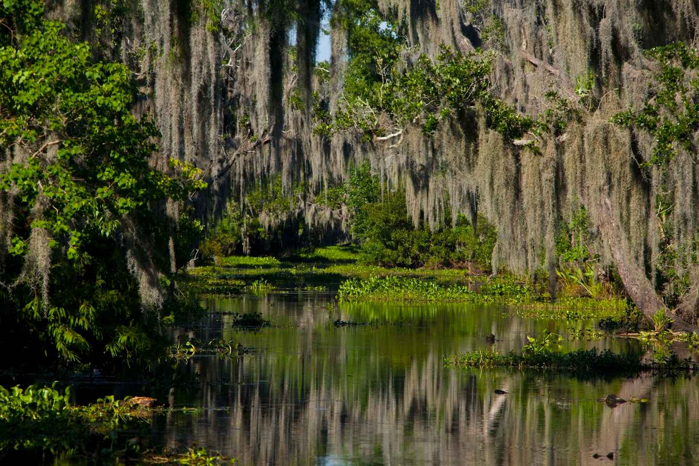 10 Things To Do Alone In New Orleans, Louisiana - Updated 2024 | Trip101