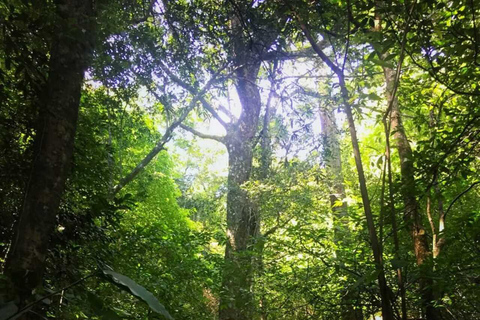 Kandy: Two-Day Yahangala & Little Everest Trek