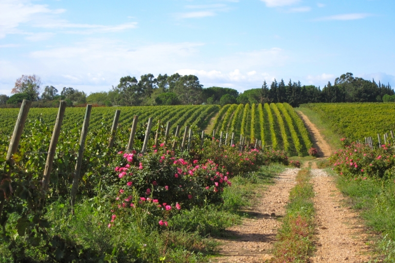 Sète: Ruta privada del Vino de medio díaSète: tour de vino de medio día