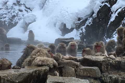 1 Day Tour: Snow Monkeys & Snow Fun in Shiga Kogen