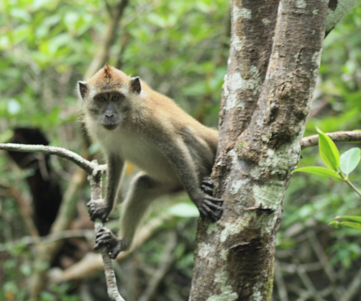Langkawi UNESCO Global Geopark Mangrove Cruise