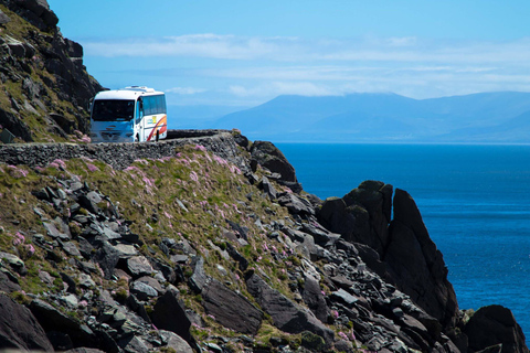 From Killarney: Dingle and Slea Head Peninsula Day Tour